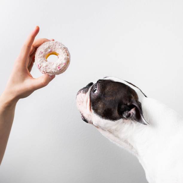 istock Friendly Boston Terrier standing on a white surface and licking a delicious donut 1486641582