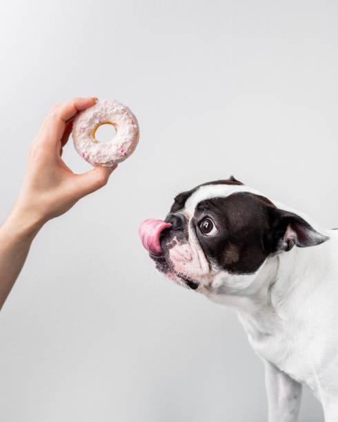 istock Friendly Boston Terrier standing on a white surface and licking a delicious donut 1486641592