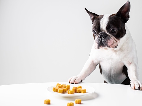 An adorable Boston Terrier dog enjoying a dog snack from a white plate