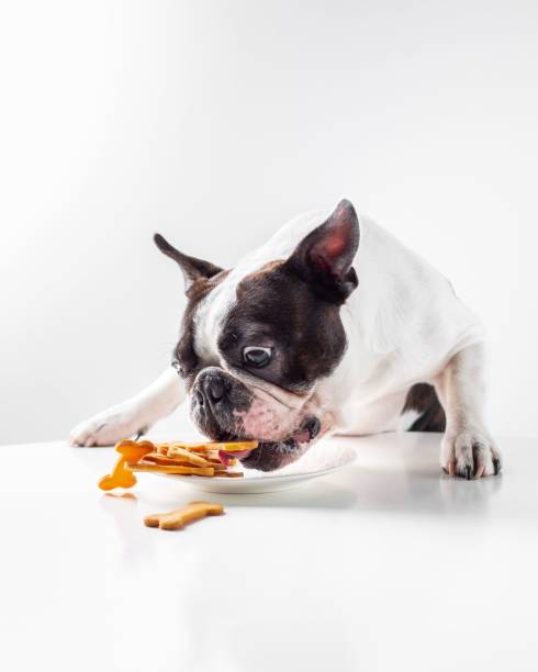 adorabile cane boston terrier che gode di uno spuntino per cani da un piatto bianco - cane morde coda foto e immagini stock