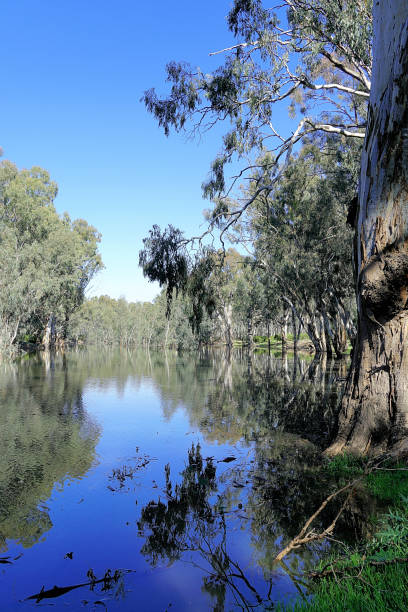 istock Lower Moira, Victoria, Australia 1486643817