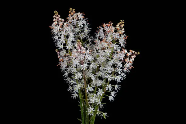 Tiarella foamflower is in the family Saxifragaceae. The generic name Tiarella means little turban which suggests the shape of the seed capsules. There are five species in eastern North America.