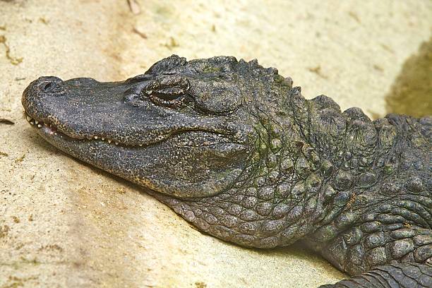 Alligator, Chinese Chinese Alligator (Alligator sinensis) chinese alligator alligator sinensis stock pictures, royalty-free photos & images