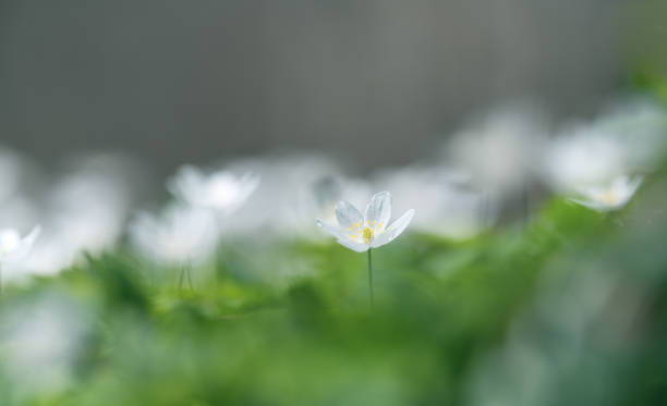 istock wood anemone spring white flower 1486644077