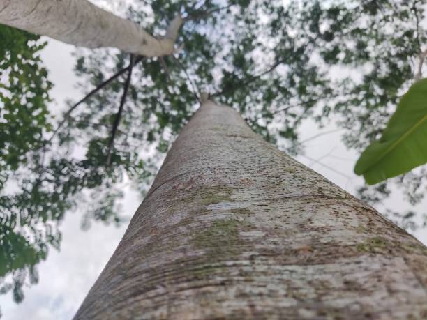istock Leaves grow high into the sky 1486644304