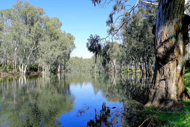 istock Lower Moira, Victoria, Australia 1486645039