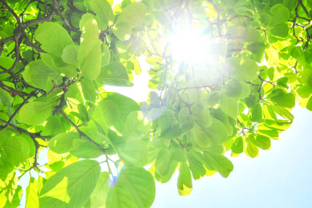 Spring season, fresh green magnolia leaves and sun.