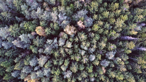 istock Autumn forest from a bird's eye view. 1486647189