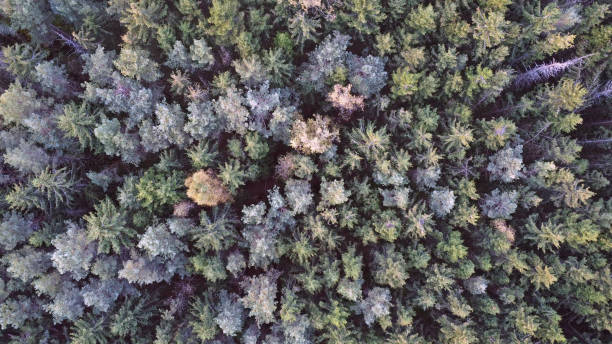 istock Autumn forest from a bird's eye view. 1486647191