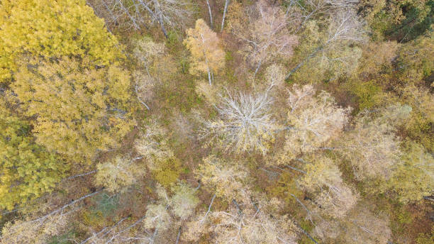 istock Autumn forest from a bird's eye view. 1486647192