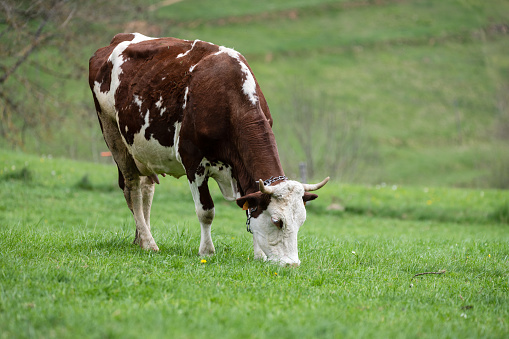 cow grazing in a green field