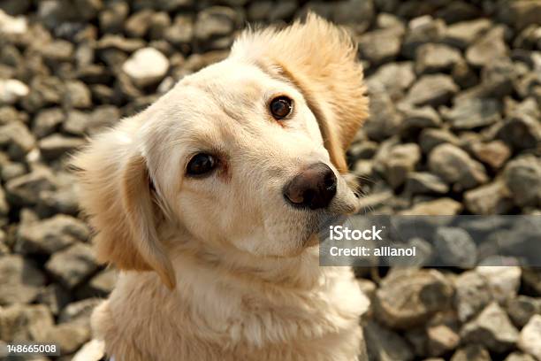 Cane Carino - Fotografie stock e altre immagini di Animale da riporto - Animale da riporto, Bianco, Cane