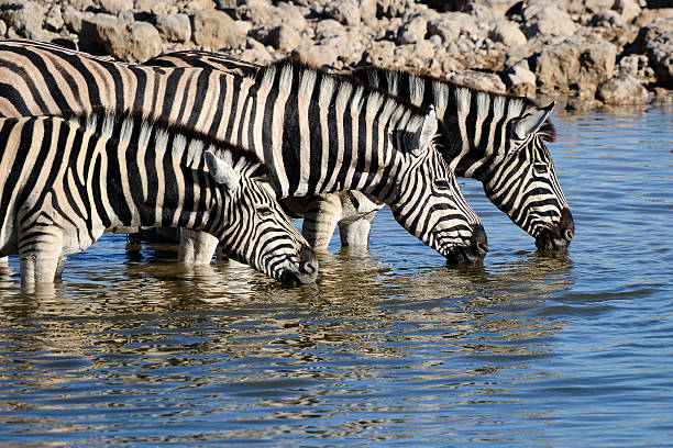 istock Zebras drinking water, Okaukeujo waterhole 148665015