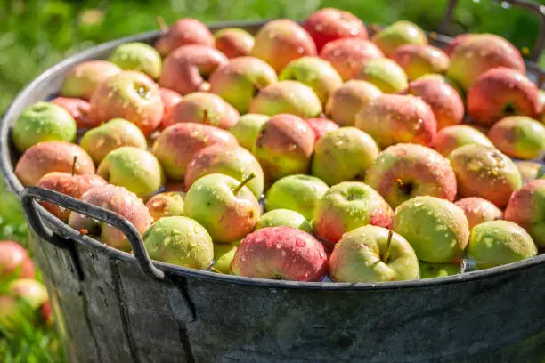 Photo of Healthy and sweet apples in asunny day.