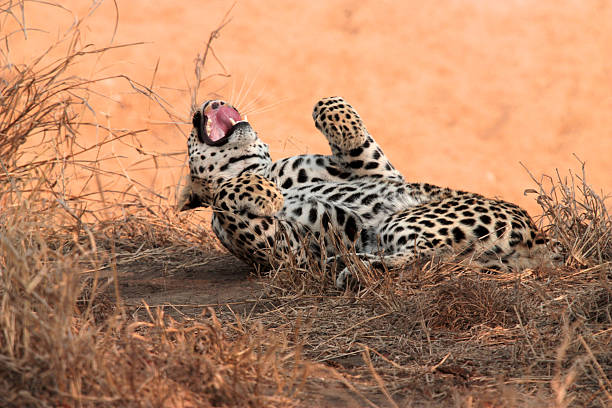 Weibliche leopard Rollen am Boden – Foto