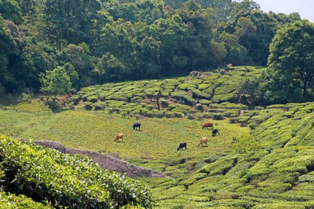 cattles are grazing in a grass field surrounded with tea plants and forest