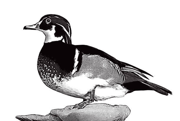100+ Wood Duck Illustrations - iStock