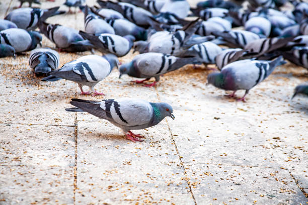 istock Gray pigeon bird outdoors in a city park. 1486652814