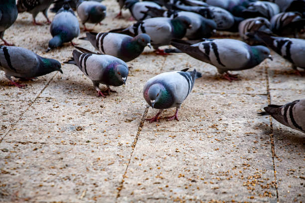 istock Gray pigeon bird outdoors in a city park. 1486652816