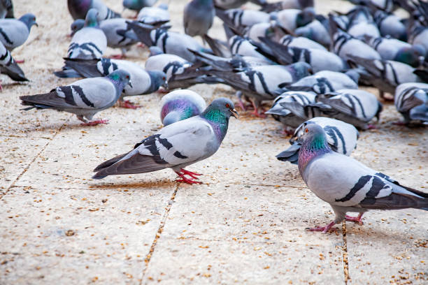 istock Gray pigeon bird outdoors in a city park. 1486652817