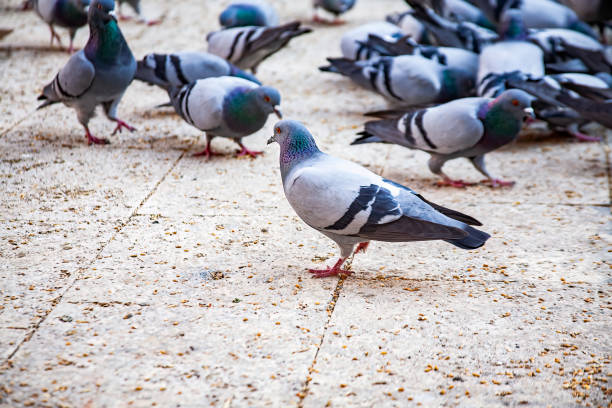 istock Gray pigeon bird outdoors in a city park. 1486652851