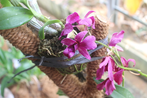 Beautiful orchid flower at home