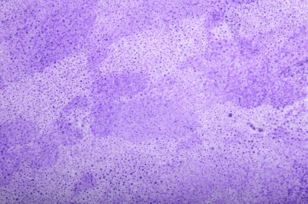 abstract purple background on a white background with stains