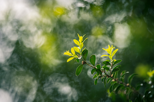 Boxwood green leaves on blurred background in forest. shallow depth of field