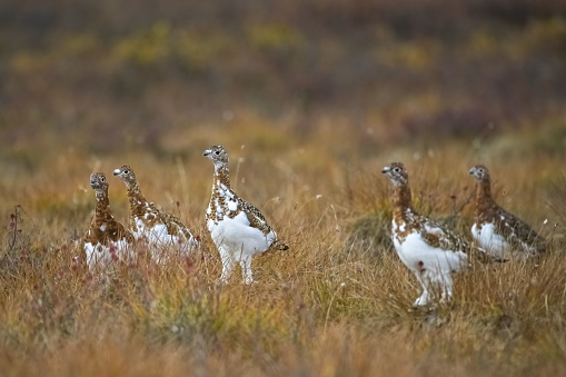 Willow Ptarmigan, Lagopus lagopus, birds in the tundra in Yukon, Canada, in autumn