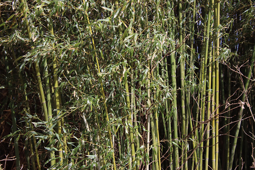 Bamboo shoots with leaves in the sun