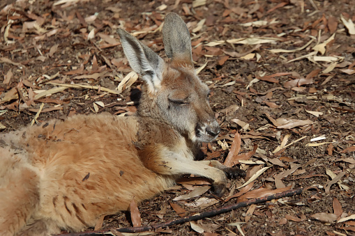 Young red kangaroo falling asleep