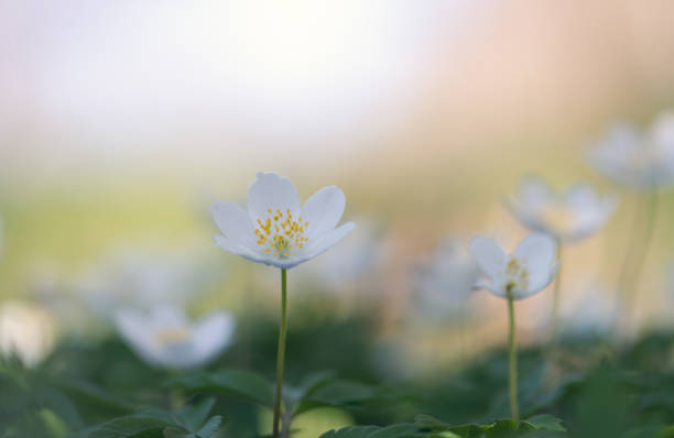 istock wood anemone spring white flower 1486657550