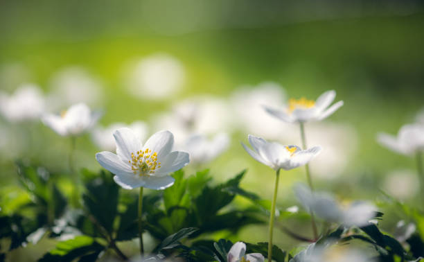 istock wood anemone spring white flower 1486657715