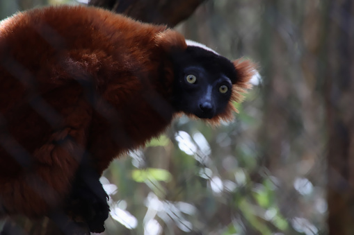 Red Lemur perched to jump