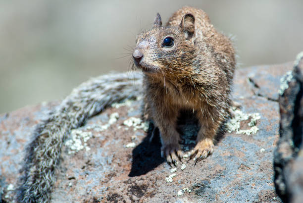 Rock Squirrel Standing on a Rock The Rock Squirrel (Otospermophilus variegatus) is a medium sized ground squirrel but can also be seen climbing boulders, rocks and trees. It is typically 8-10 inches long, with a bushy tail up to 8 inches long. Rock squirrels are grayish-brown, with some patches of cinnamon color. They have a light-colored ring around their eyes and pointed ears that project well above their heads. In the northern reach of their habitat, rock squirrels hibernate during the colder months of the year. In southern areas, rock squirrels may not hibernate at all. These squirrels are diurnal animals that spend their days burrowed underground or hiding beneath bushes and rocks, only emerging to forage for food or to find mates. The rock squirrel is omnivorous with its diet consisting mostly of leaves, stems and seeds. They may also eat some insects and other small animals. This rock squirrel was photographed on Campbell Mesa in the Coconino National Forest near Flagstaff, Arizona, USA. california ground squirrel otospermophilus beecheyi stock pictures, royalty-free photos & images