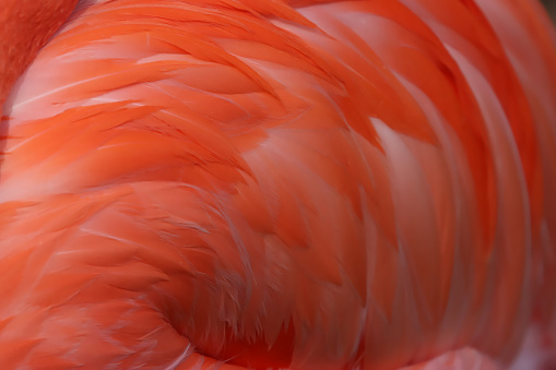 Flamingo Feathers close up in the sun