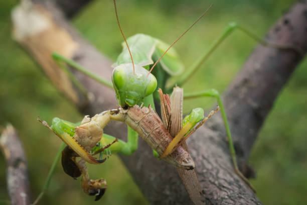 Green praying mantis with prey. Macro photo. Insect hunter. The praying mantis eats its prey. Praying mantis on green leaves. Praying mantis eats Prey insect prey