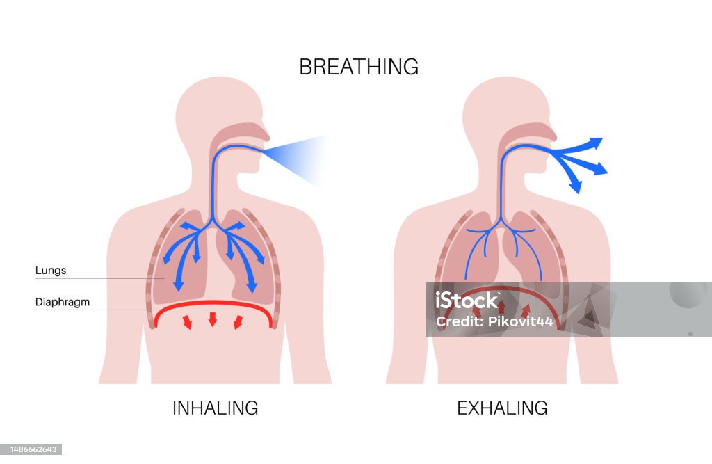 Breathing Process Poster Stock Illustration - Download Image Now ...