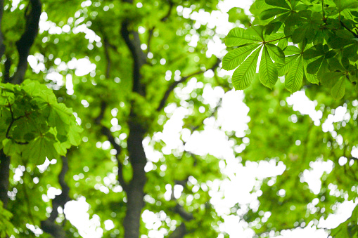 Chestnuts and curly with green leaves isolated on white background