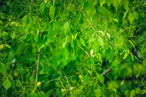 Close up of summer tree