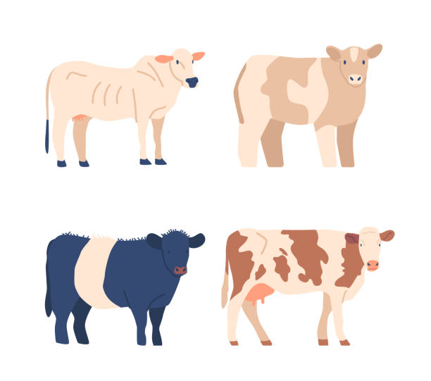 ilustrações, clipart, desenhos animados e ícones de vacas e touros de raças diferentes, ideal para entusiastas da fazenda e animais ou para fins educacionais ilustração dos desenhos animados - ayrshire cattle cow husbandry cattle