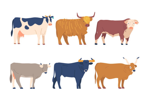 Set Cows And Bulls Diverse Breeds. Different Types Of Bovine, Each With Its Distinctive Characteristics, Such As Color Set Cows And Bulls Diverse Breeds. Different Types Of Bovine, Each With Its Distinctive Characteristics, Such As Color, Size, And Horn Shape. Brown, Black, And White Coats. Cartoon Vector Illustration british beef cow stock illustrations