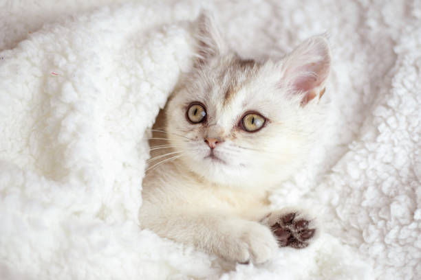 istock Cute white fluffy kitten sleep on white soft blanket. Cats rest napping on bed. Comfortable pets sleep at cozy home 1486665240