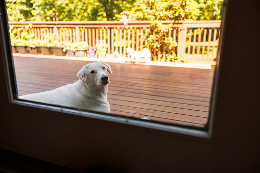 White mixbreed dog looking through the window, lying on the wooden terrace, outside the house.