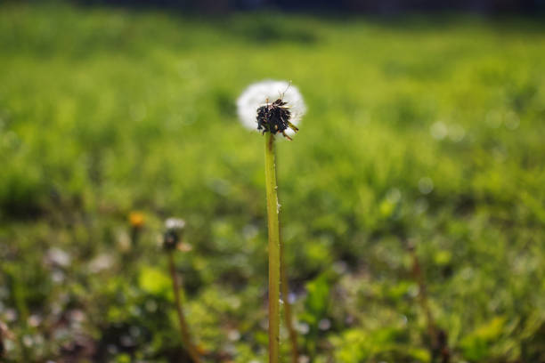 White dandelion with ripe seeds.