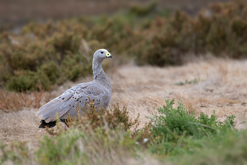 Cape Barren Goose foraging in the wild on the South Australian coast
