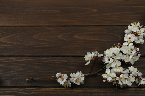 Vintage dark brown wooden background with apricot blossom frame and copy space