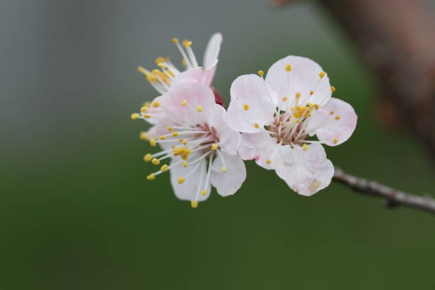 istock background with apricot blossom and copy space 1486669748