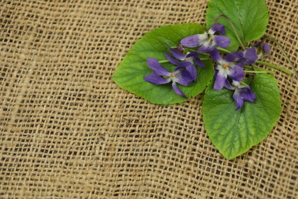 Viola odorata or Sweet Violet Close-up.