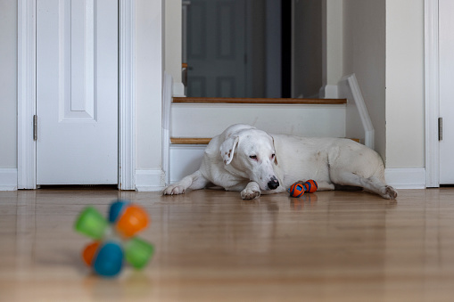 Domestic dog lying on the floor in the room, tired after playing with toys.